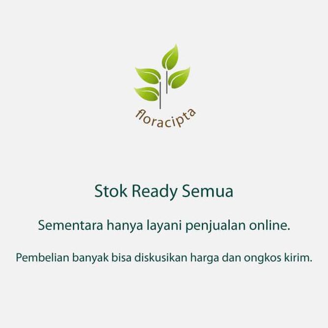 Bibit Tanaman Anggur Hijau Bibit Pohon Anggur Hijau Pohon Buah Anggur Hijau $Diskon$