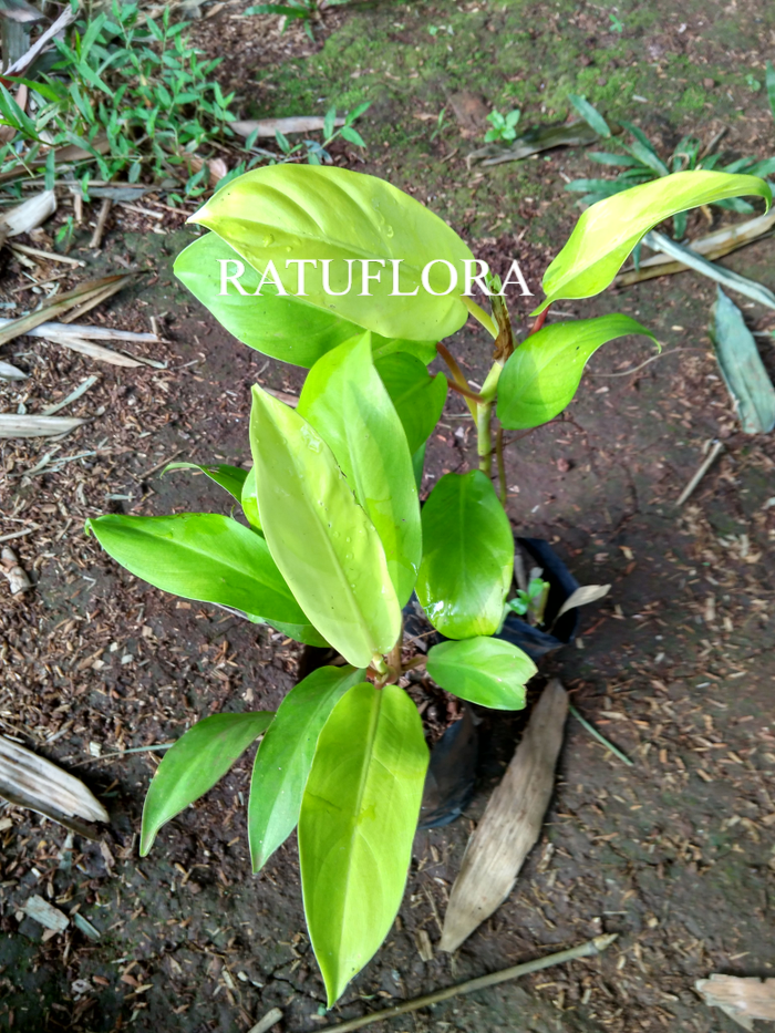 tanaman sri Gading pohon centong sri Gading centong sirih gading