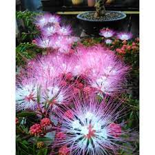 tanaman hias kaliandra suriname besar