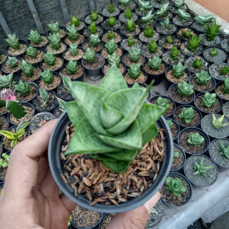 Sensivera hybrid pagoda +pot