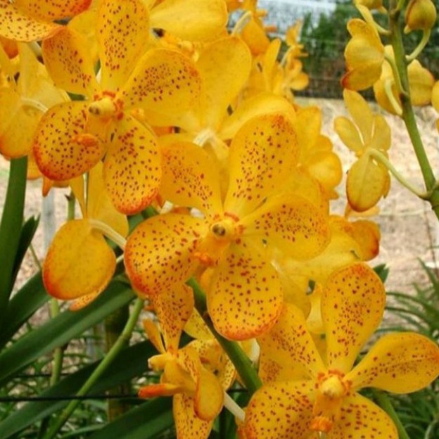 anggrek vanda mokara dewasa