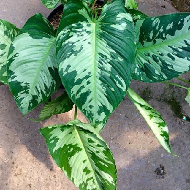 Tanaman hias -schismatoglottis army - griya tanaman