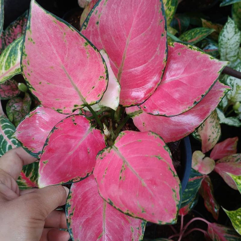 aglonema 'pinkkatrina, +tricolor baby canntik.