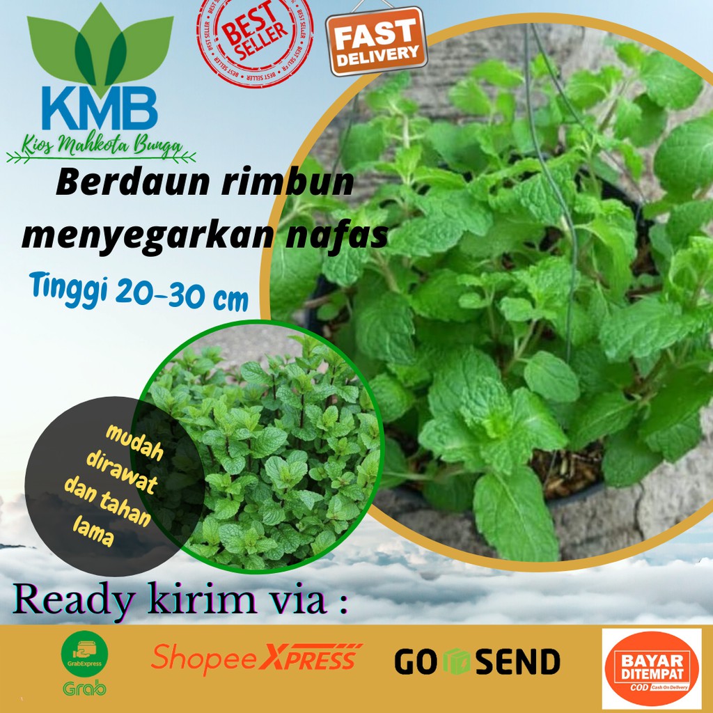 Bibit Daun Mint - Daun Mint Tanaman Untuk Minuman /Daun Mint Segar