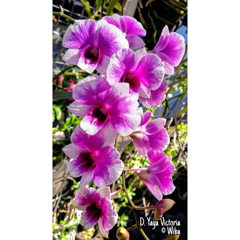 dendrobium mini dewasa siap bunga