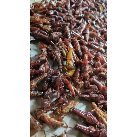 

belalang goreng packing 50rb an