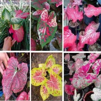PAKET 6 bonggol calladiums // keladi hias