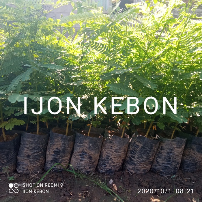 BIBIT TANAMAN POHON SENGON LAUT BERKUALITAS CEPAT PANEN KAYU