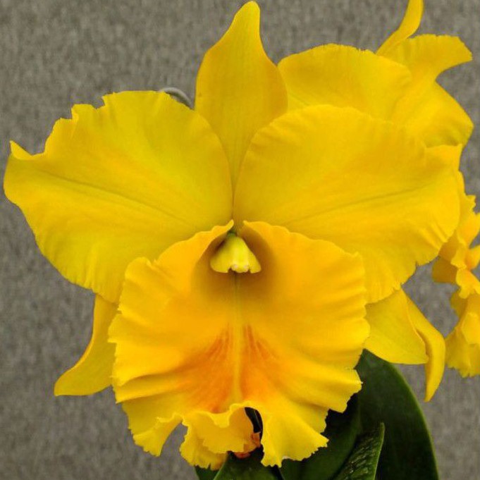 ANGGREK CATTLEYA BLC HAADYAI DELIGHT DEWASA