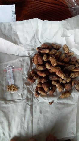 Biji/benih/bibit Buah Duwet Hitam (7 Biji)