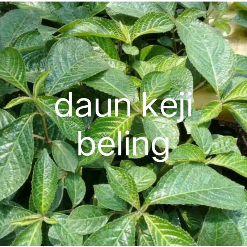 

COD . Daun keji beling segar. harga 500grm