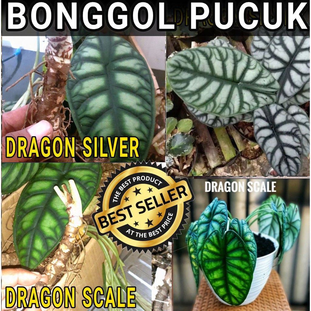 Bibit BONGGOL PUCUK Tanaman Alocasia Keladi hias tengkorak Dragon Scale Silver MURAH 2021