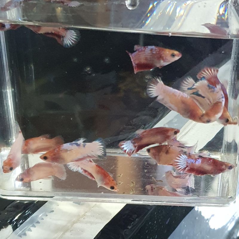 paket 2 ekor female FCCP RED HEAD line vietnam paket 2 betina fccp red head