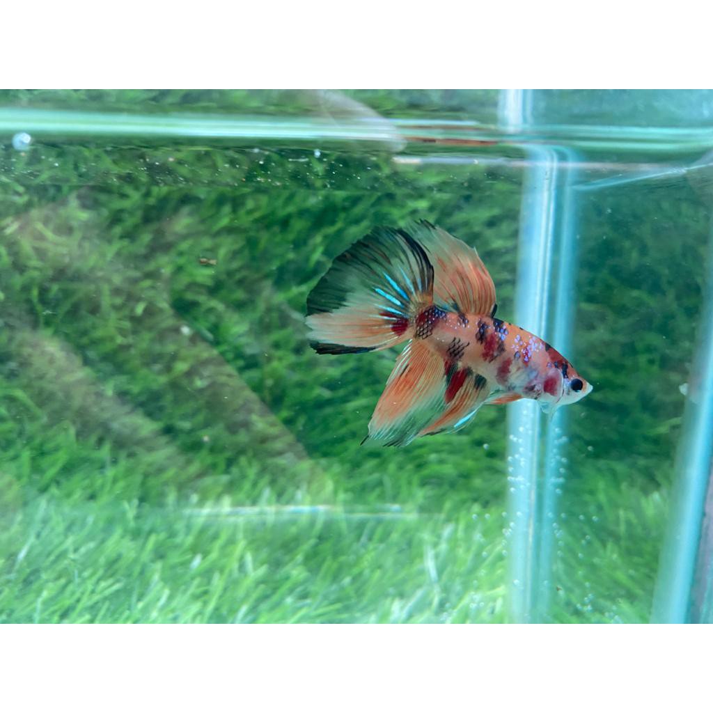 Halfmoon nemo multicolor
