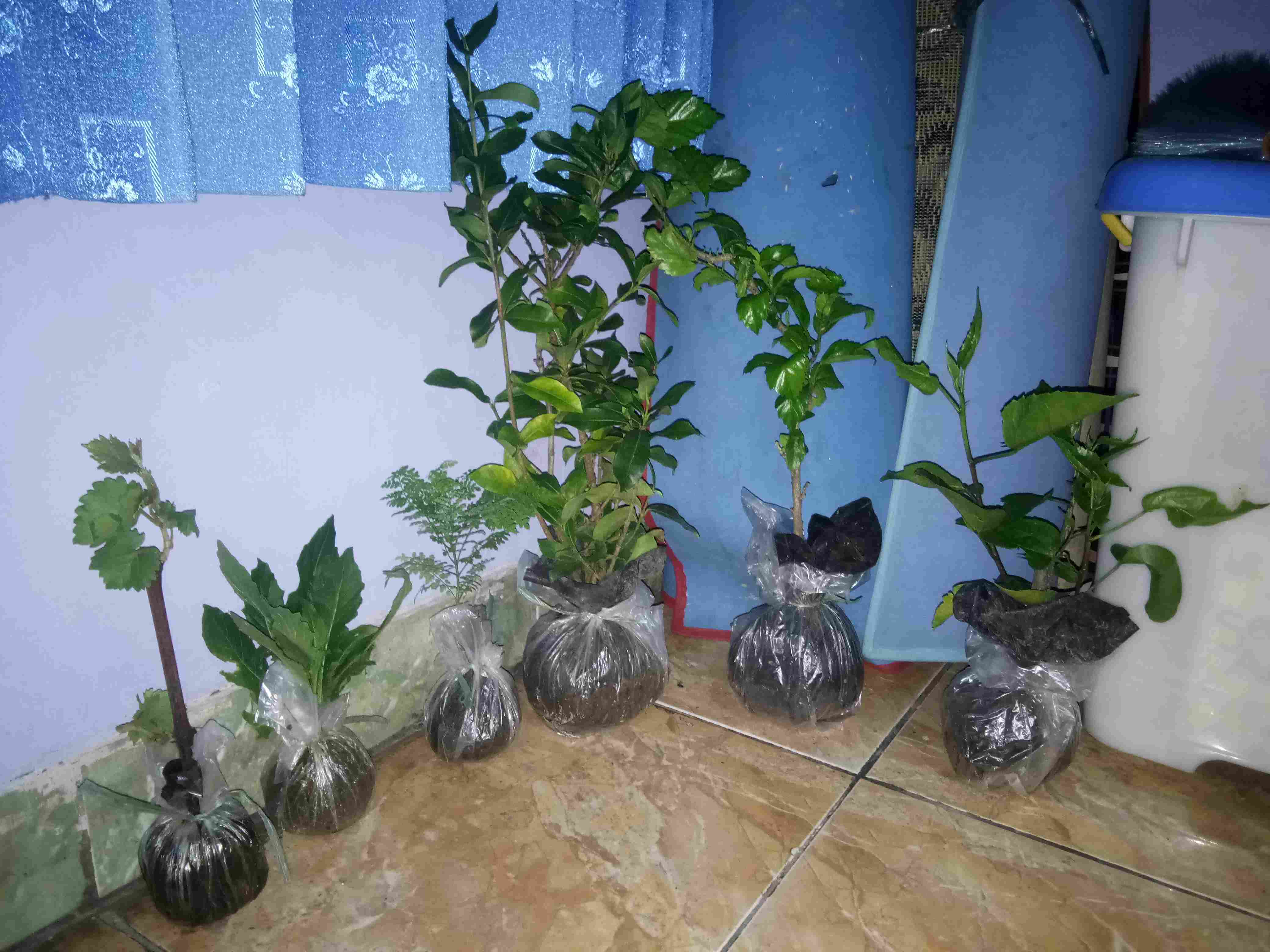 Bibit Tanaman Bunga Sepatu Ganda Pohon Bunga Sepatu Double Ungu Kuning Merah Pohon Kembang Sepatu