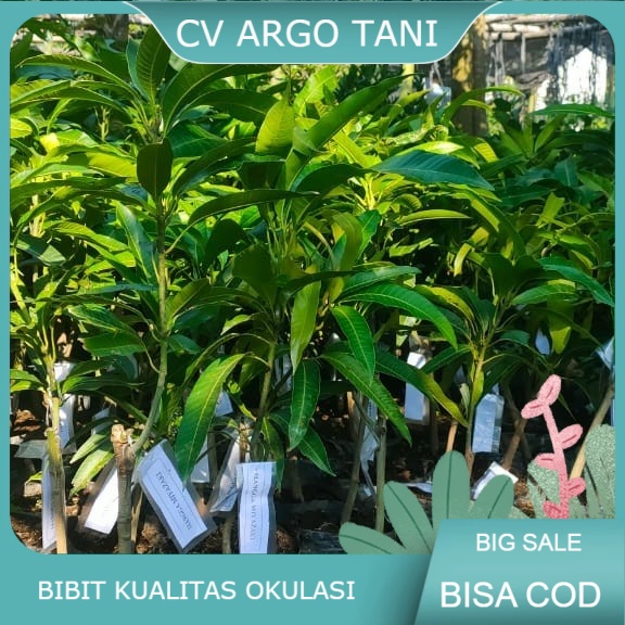 Bibit mangga miyazaki asli