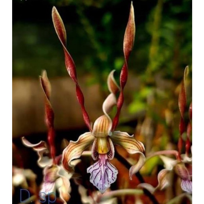 Dendrobium Aff Stratiotes