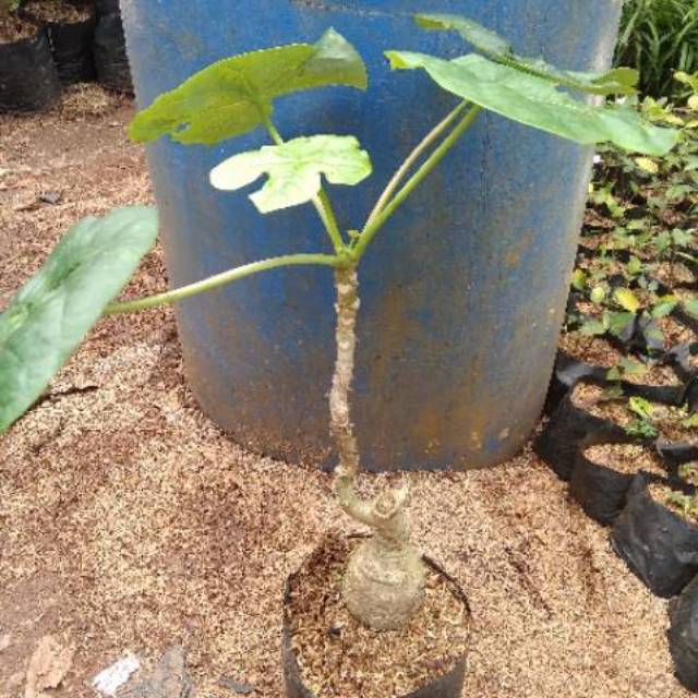 tanaman hias jarak botol-pohon jarak botol