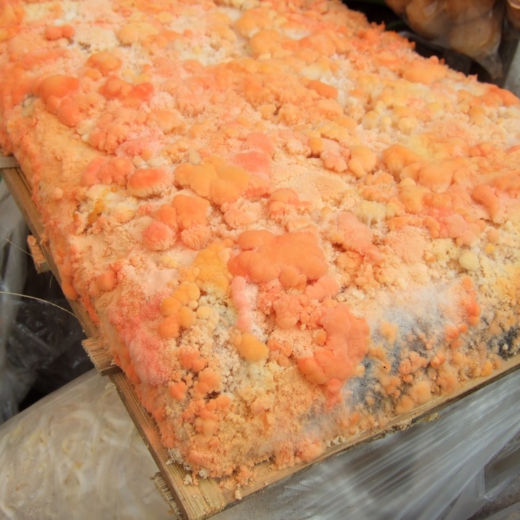 

Oncom Segar Per 1 Potong