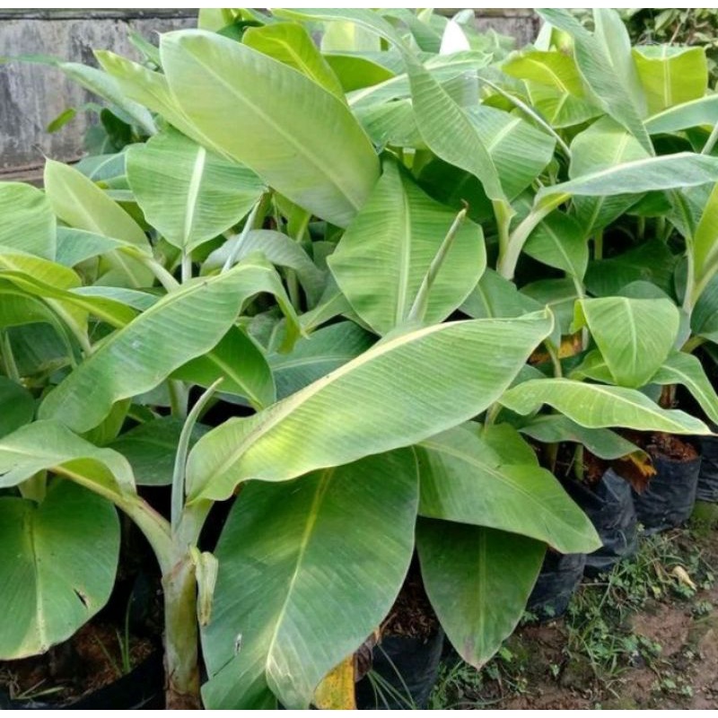 BIBIT PISANG RAJA BULU