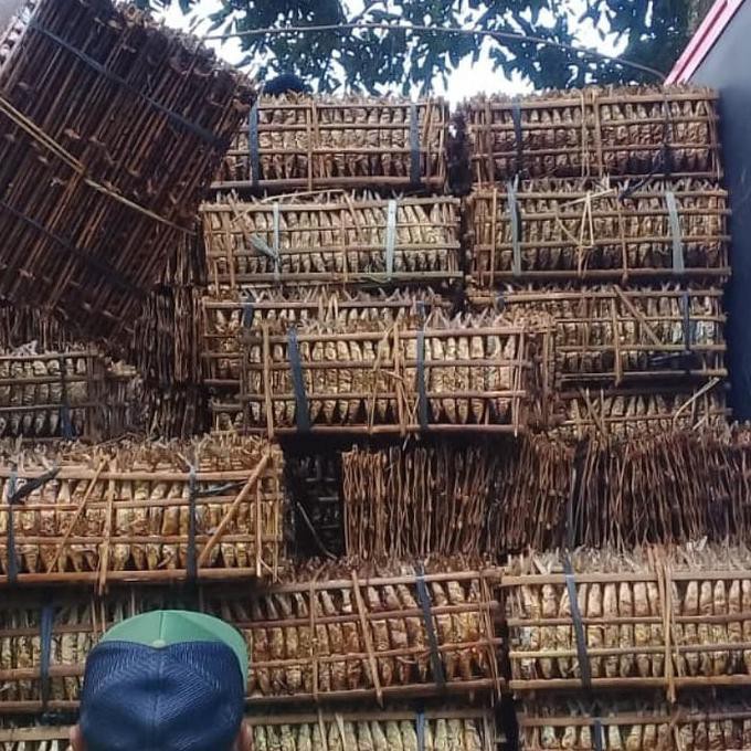 

ikan roa 10 gepe ( 200 ekor ikan )