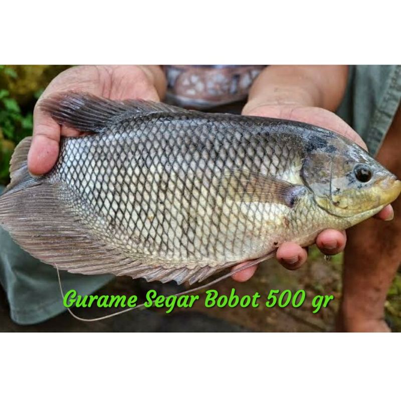 

Gurame segar 500 gram