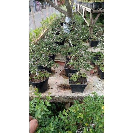 siap pajang bonsai mame/shito serbin mikro