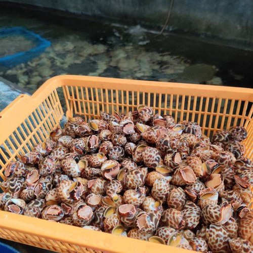 

Keong Macan / Tiger Live (Hidup) Seafood