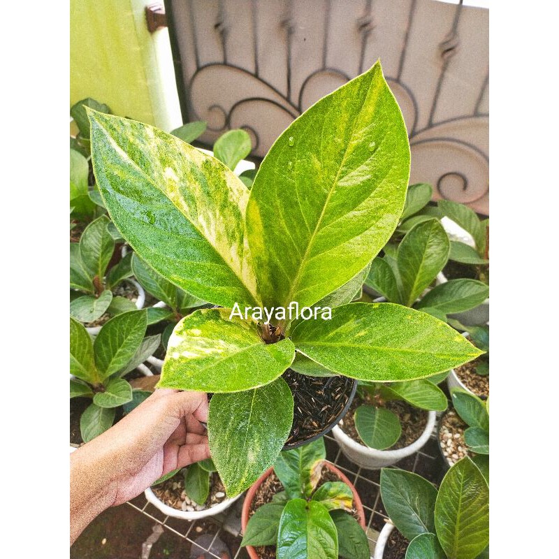 anthurium jemani mangkok varigata