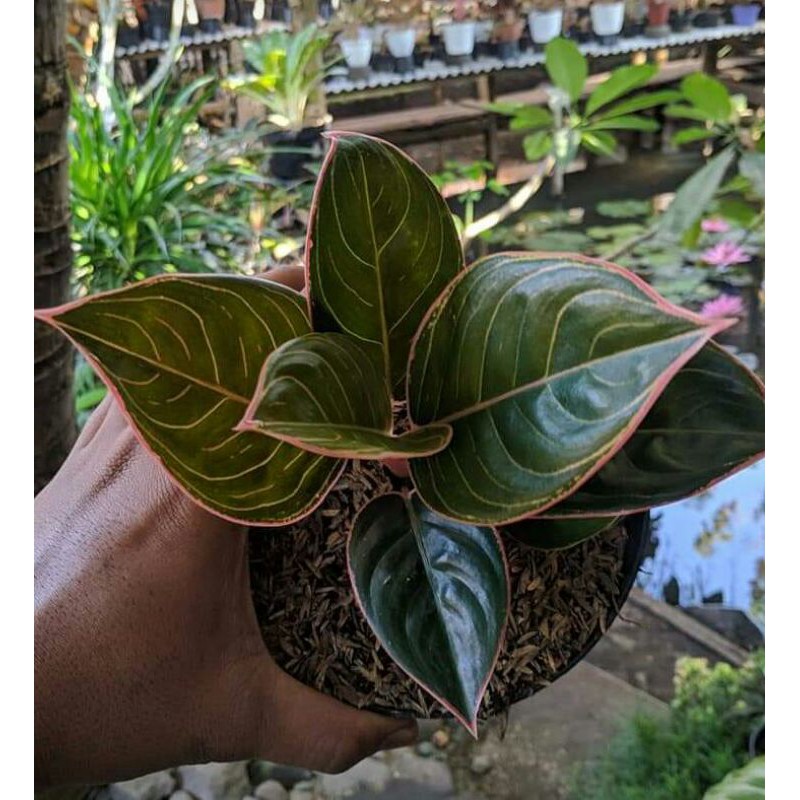 Aglonema Lipstik Peterpan