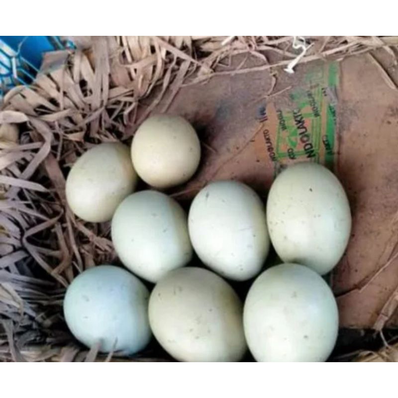 telur ayam aduan Birma asli Harga di atas dapet 1 pcs telur (ORIGINAL) Untuk di tetaskan siap tetas 