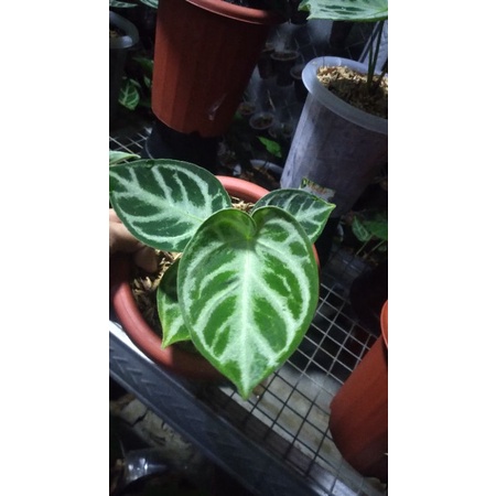 Anthurium Dorayaki Silver