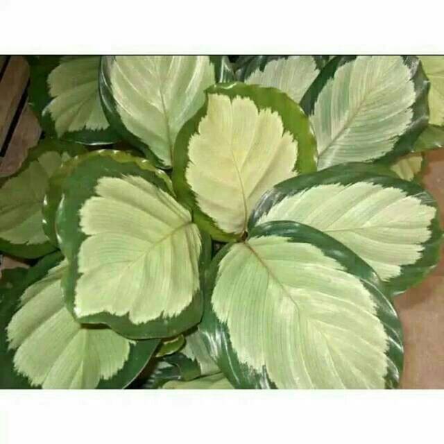 Tanaman hias calathea drag star - calatea - ABR