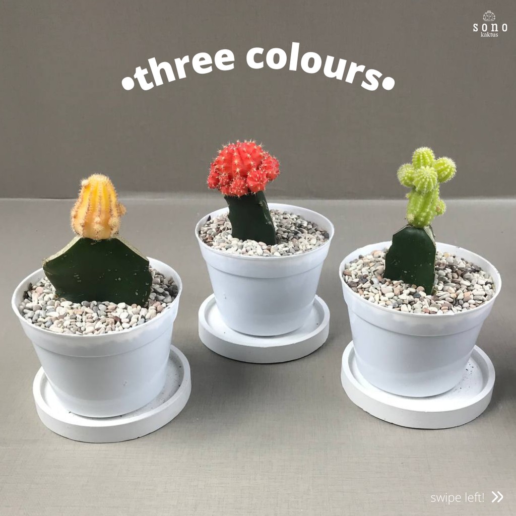 Paket Hemat Moon Cactus Three Colours (Tanaman Hias Hidup)