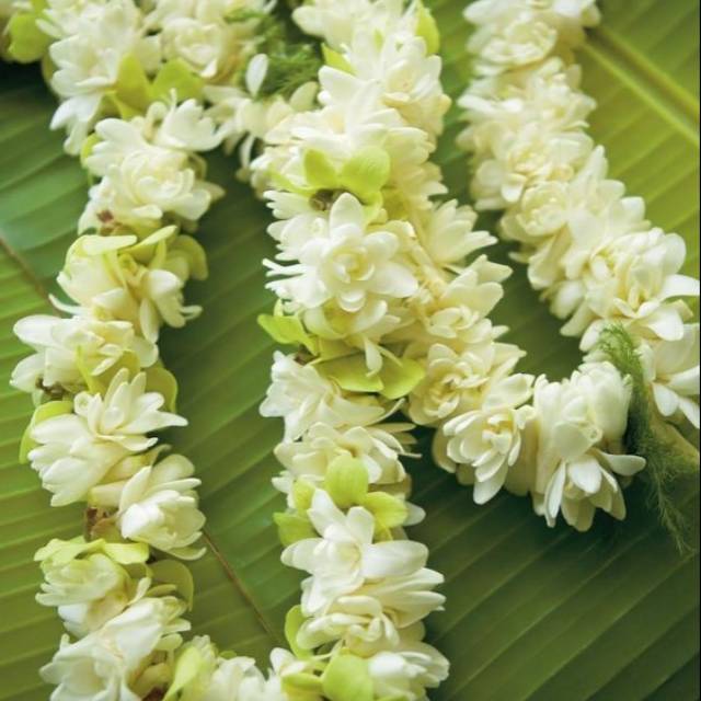 Ronce kalung Melati asli