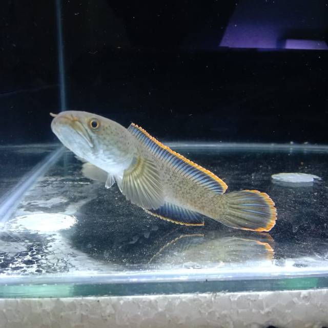 rambakpermata
