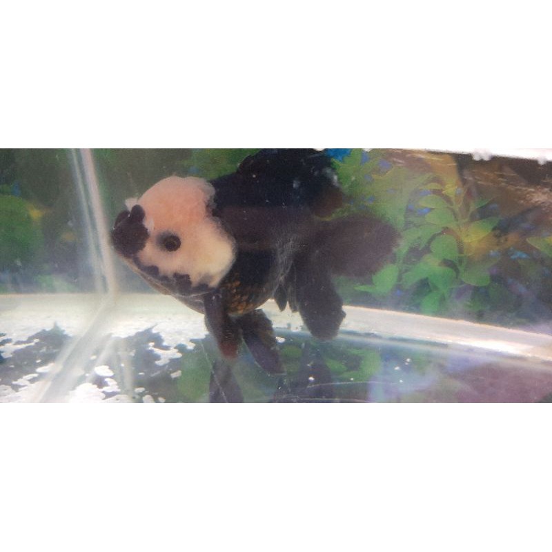 koki panda size jumbo