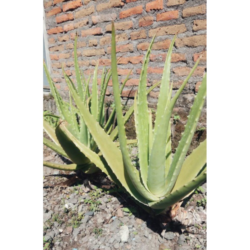 BIBIT LIDAH BUAYA JUMBO PONTIANAK