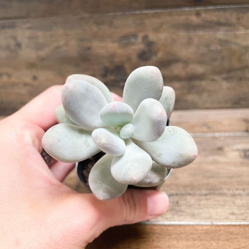 Sukulen Moonstone | Pachyphitum Oviferum