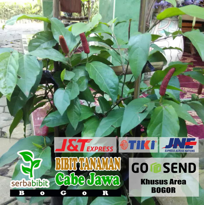 Bibit Pohon Cabe Jawa Cabai Jamu - Tanaman Obat Herbal