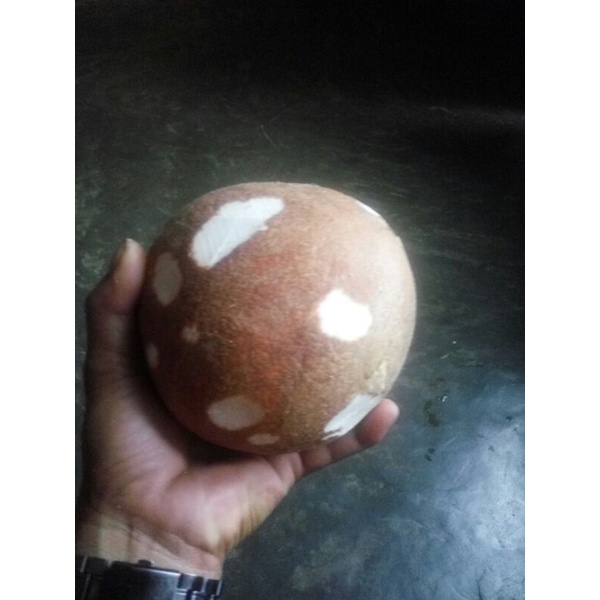 

KELAPATUA KELAPA KITA