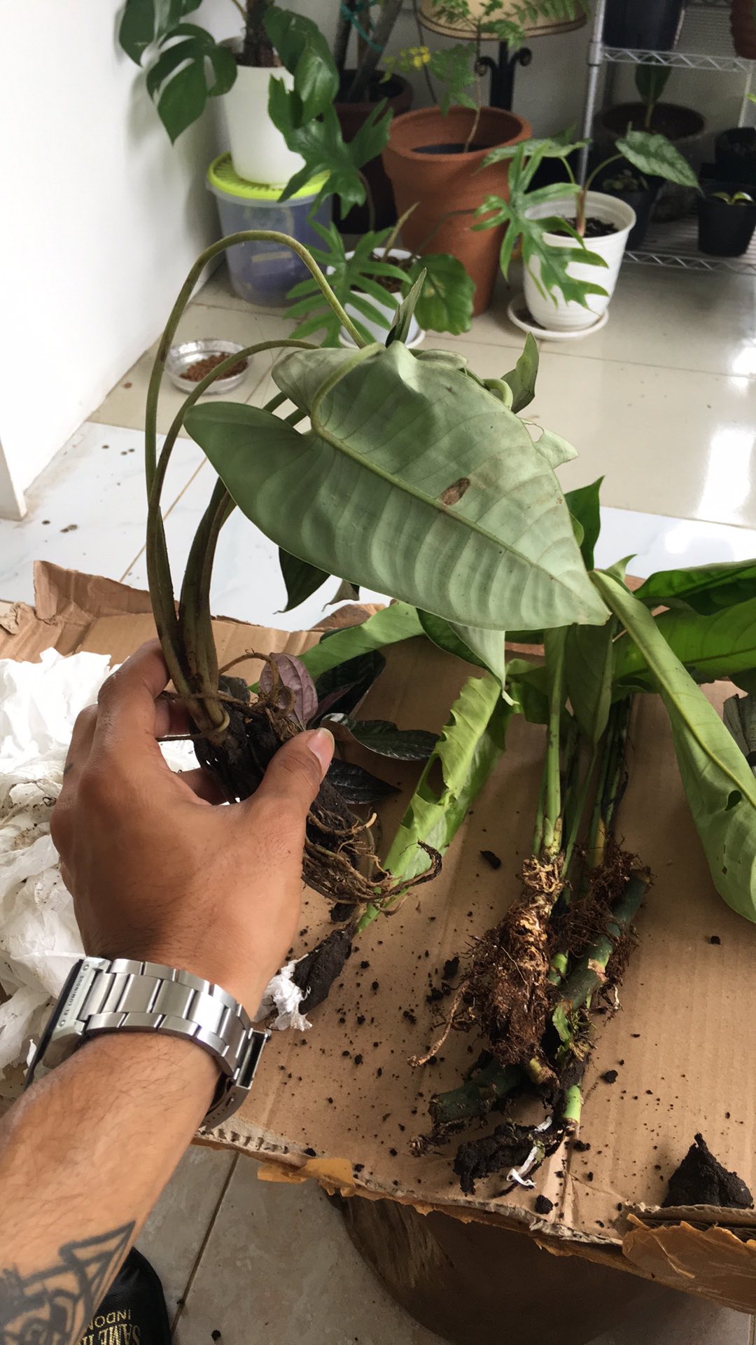 Alocasia Silver Sp Sumut