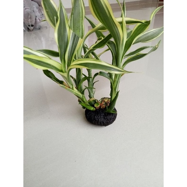 tanaman aquascape bambu air media wabykusa