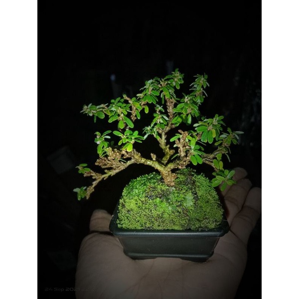 saeng simbur super micro thailand shito mame bonsai