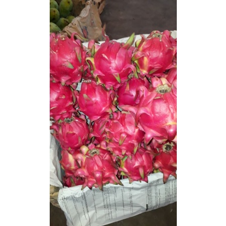 

buah naga 1kg