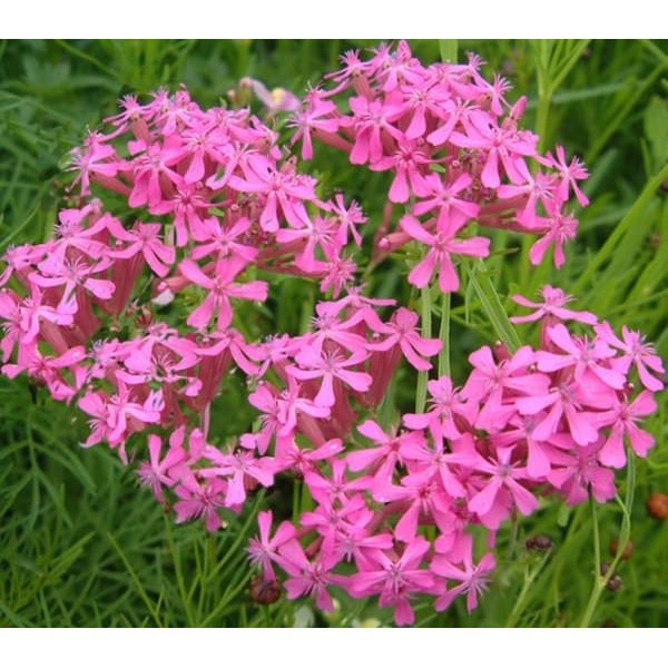 Benih Bibit Biji - Bunga None So Pretty (Sweet-William Catchfly) Flower Seeds - IMPORT