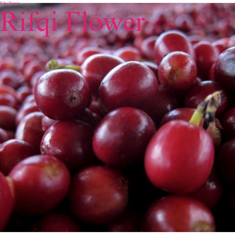 

Kopi Biji Merah 1KG Kwalitas Bibit Kopi cery Berkulit Merah Biji Kopi Cherry Kopi Berkulit Merah bisa pakan luwakPakan Luwak Buah Merah Biji Kopi Cherry Kopi masih Berkulit Rifqi Flower