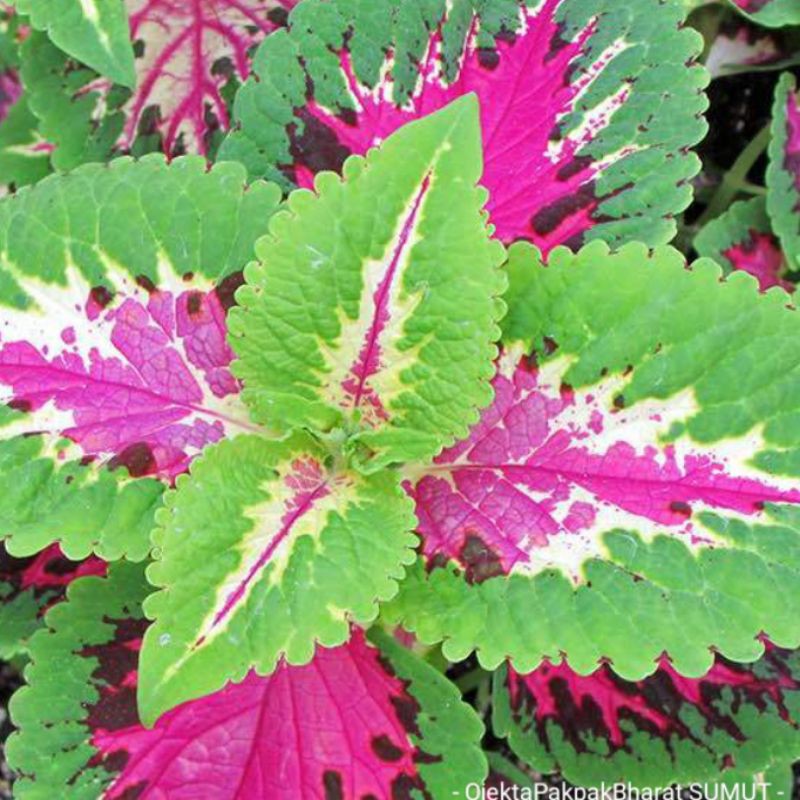 Tanaman Miana Coleus Rose Miana Pink Green White Miana Ungu Hijau Putih
