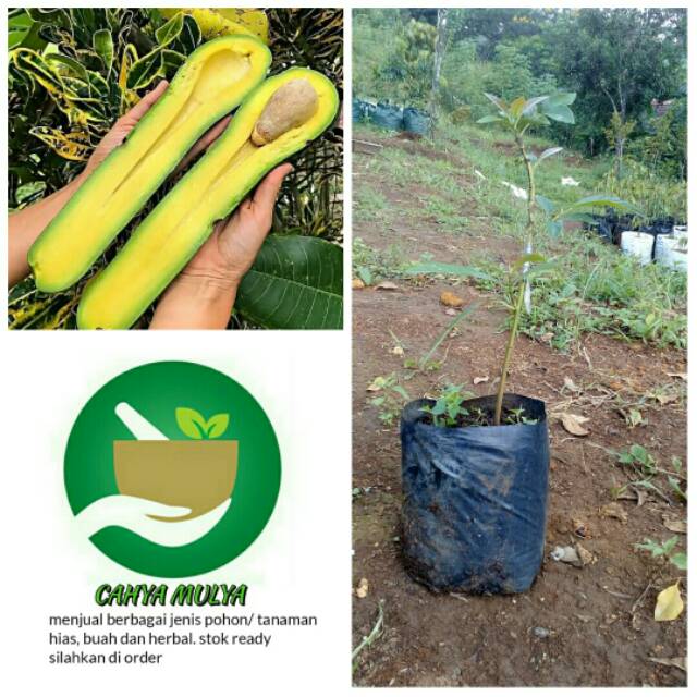Bibit pohon buah alpukat aligator - alpukat aligator pear besar