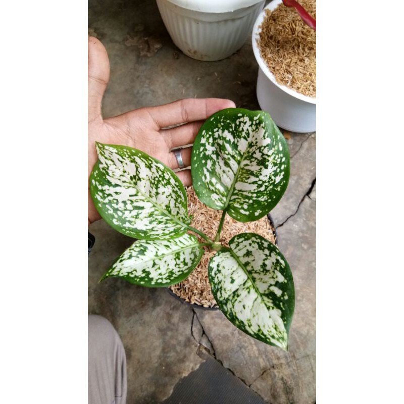 Aglonema Dud White - Tanaman Hias Aglonema Dud White